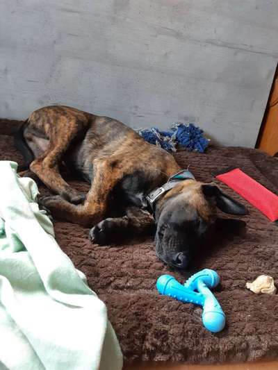 Malinois-Beitrag-Bild