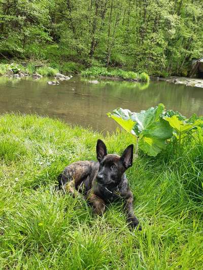 Dogorama-Monats-Challenge-Mai "Wasser"-Beitrag-Bild