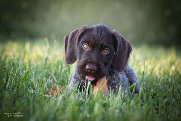 Welpen Bilder !-Beitrag-Bild