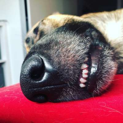 Lustigsten Grimassen von euren Hunden-Beitrag-Bild