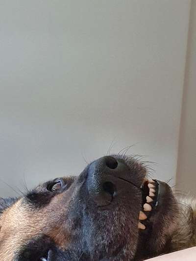 Welpen Bilder !-Beitrag-Bild