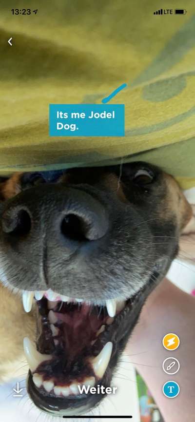 Welpen Bilder !-Beitrag-Bild