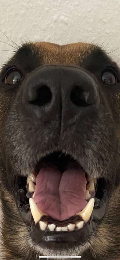 Welpen Bilder !-Beitrag-Bild