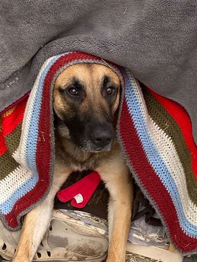 Lustigsten Grimassen von euren Hunden-Beitrag-Bild