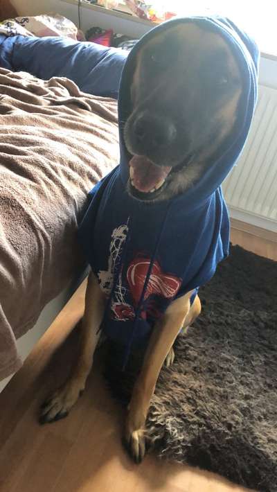 Lustigsten Grimassen von euren Hunden-Beitrag-Bild