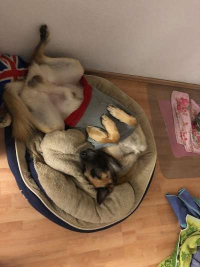 Lustigsten Grimassen von euren Hunden-Beitrag-Bild