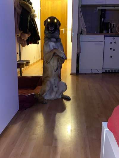 Lustigsten Grimassen von euren Hunden-Beitrag-Bild