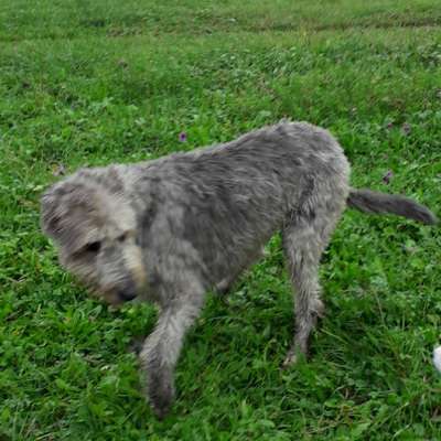 Hundetreffen-Spielen und Spaziergang