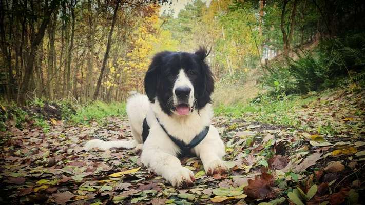 Postet das beste Foto von euren 4 beinern-Beitrag-Bild