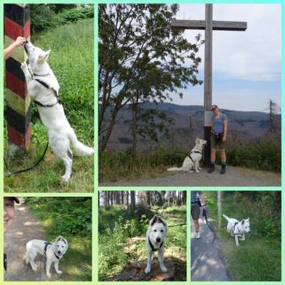 29. Collagen Challenge - Wandern mit Hund-Beitrag-Bild