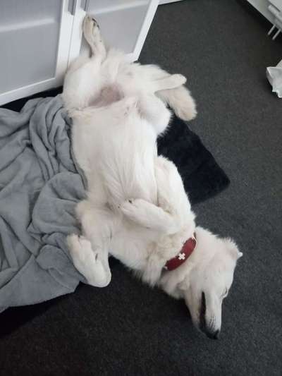 Hands,äh Pfoten up in the Air-Beitrag-Bild