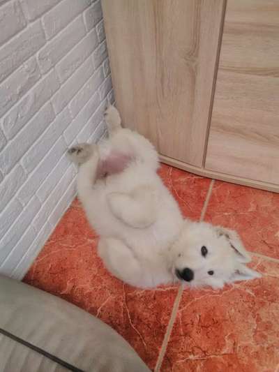 Weißer Schweizer Schäferhund-Beitrag-Bild