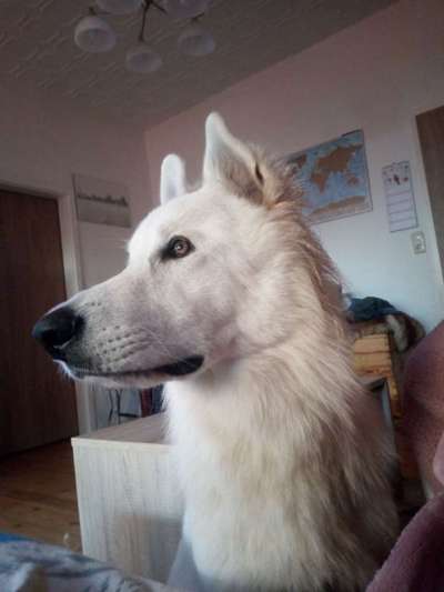 Weisse Schäferhunde-Beitrag-Bild