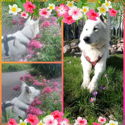 27. Collagen Challenge - Dein Hund mit Blume(n)-Beitrag-Bild