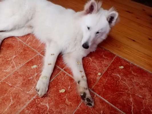 Heute gibt es.....der "ich mach die Leckerlis-Selber-Thread"-Beitrag-Bild