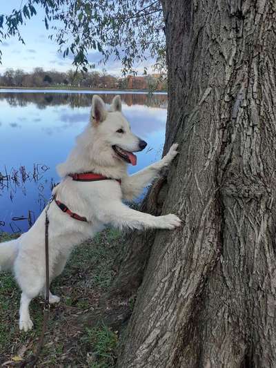 Wie heißt dein Hund?-Beitrag-Bild