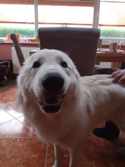 Dogorama Photo Challenge - besondere Eigenschaften-Beitrag-Bild