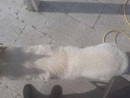 Der Gewichts-Thread-Beitrag-Bild