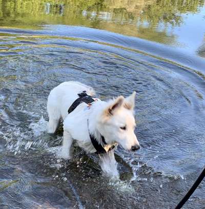 Weißer Schweizer Schäferhund-Beitrag-Bild