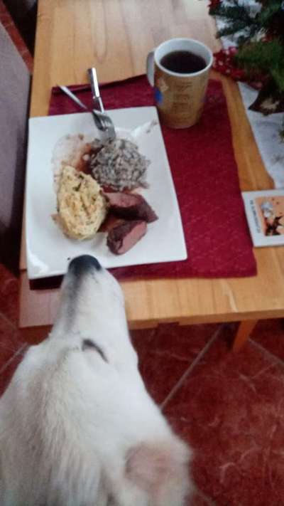 31. Handy - Fotochallenge
Vierbeiner mit am Tisch-Beitrag-Bild