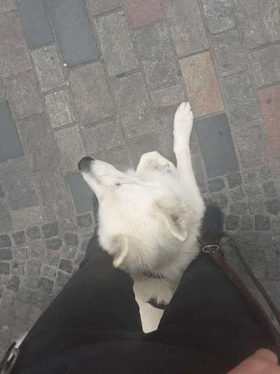 16. Impulskontrolle Challenge - Reiz trotz Ablenkung trotzen-Beitrag-Bild