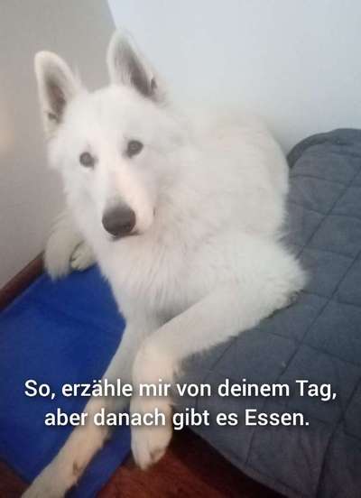 Hunde Memes-Beitrag-Bild
