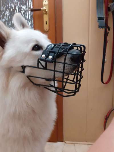 Wie sitzt mein Maulkorb / Maulkorb-Beratung-Beitrag-Bild