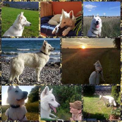 52. Collagenchallenge: Dein Hund im Sonnenschein-Beitrag-Bild