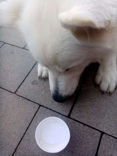 63. Handyfotochallenge   * Nase dran ! *-Beitrag-Bild