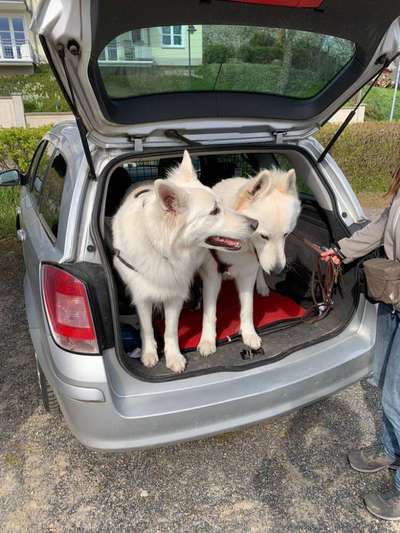 Gespräche zwischen Hund und Halter-Beitrag-Bild