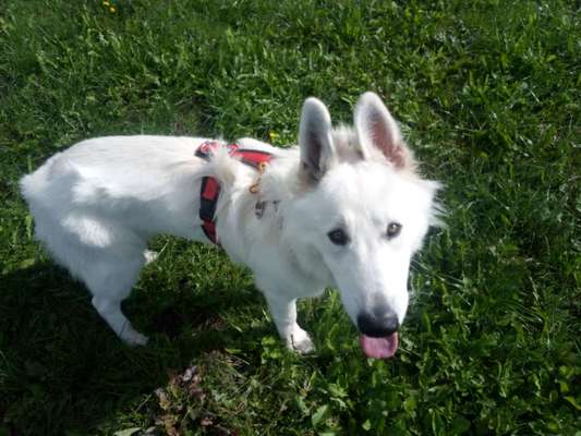 Weißer Schweizer Schäferhund-Beitrag-Bild