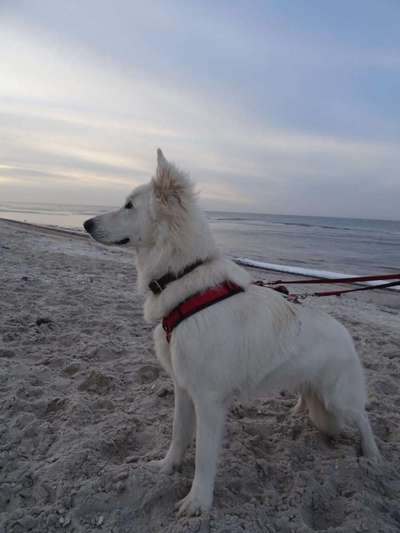 Weisse Schäferhunde-Beitrag-Bild