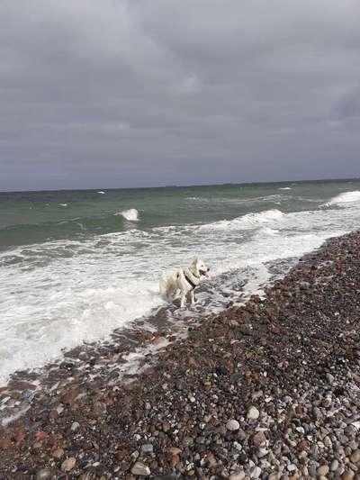 Schwimmen-Beitrag-Bild