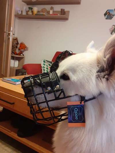 Wie sitzt mein Maulkorb / Maulkorb-Beratung-Beitrag-Bild