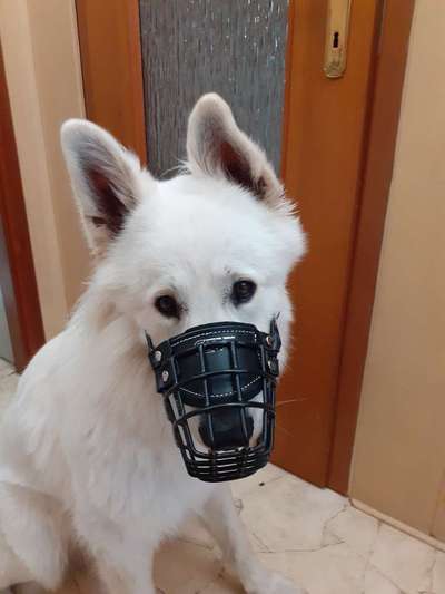 Wie sitzt mein Maulkorb / Maulkorb-Beratung-Beitrag-Bild