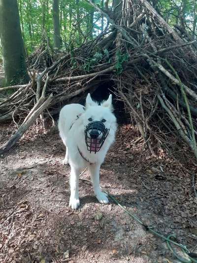 Maulkorb rauf - Vorurteile runter-Beitrag-Bild