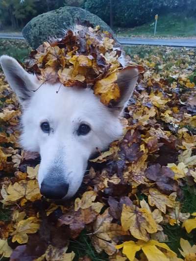 43. Impulskontrollchallenge: Decke deinen Hund zu und er muss liegenbleiben-Beitrag-Bild