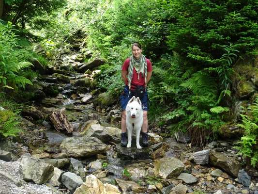 Weißer Schweizer Schäferhund-Beitrag-Bild