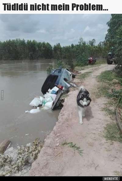 Hunde Memes-Beitrag-Bild