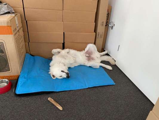 Dogorama Photo Challenge - Zeigt her eure Bäuche-Beitrag-Bild