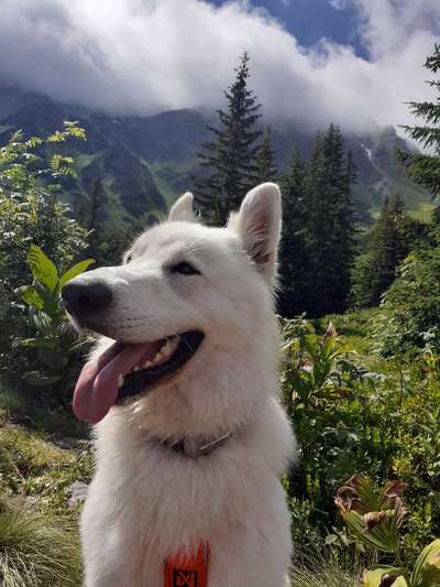 Hunde Porträt (Portrait) Galerie....-Beitrag-Bild