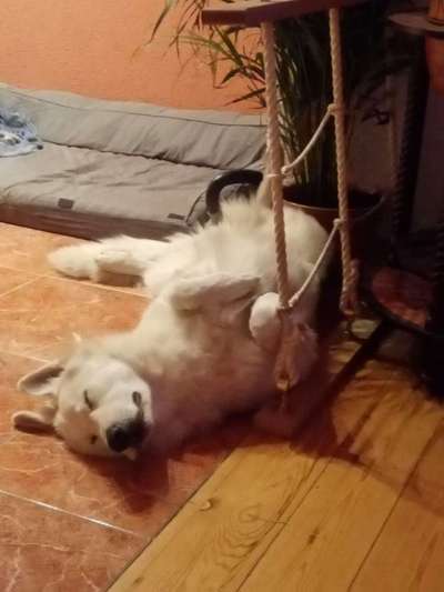 32. Handy Fotochallenge - Dein Hund im Land der Träume-Beitrag-Bild