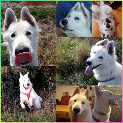 18. Collagen Challenge - Zunge raus!-Beitrag-Bild