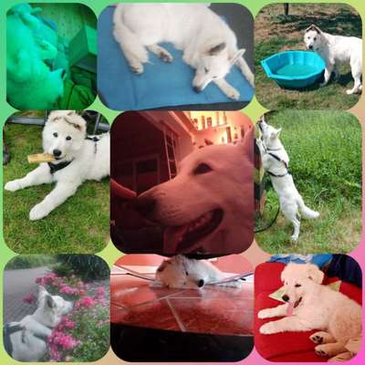 16. Collagen-Challenge  "Dein Hund ganz bunt - bring Farbe ins Spiel"-Beitrag-Bild