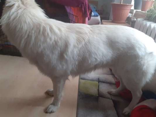 Der Gewichts-Thread-Beitrag-Bild