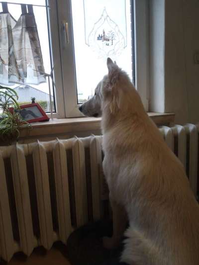 Fotos &Collagen: Beobachtungsposten-Beitrag-Bild