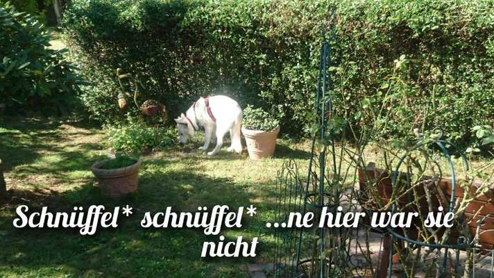 4. Kurzgeschichten Challenge Thema: Hundefreundschaften-Beitrag-Bild