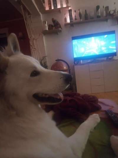 Dogorama Photo Challenge - Wir schauen fern (TV)-Beitrag-Bild