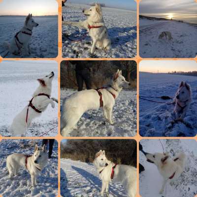 24. Collage-Challenge  *Hund im Schnee*-Beitrag-Bild
