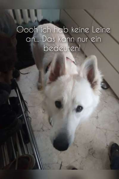 2.Kurzgeschichten Challenge Thema: Autofahren-Beitrag-Bild